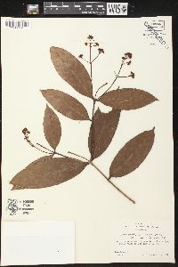 Forsteronia viridescens image