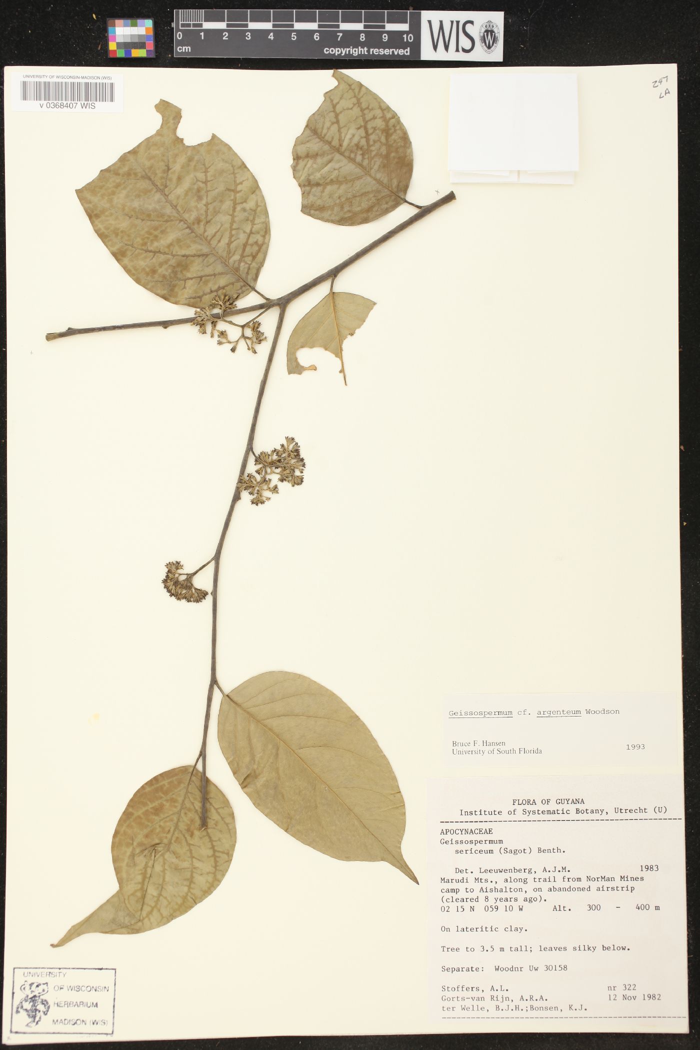 Geissospermum argenteum image