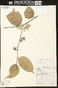 Geissospermum argenteum image