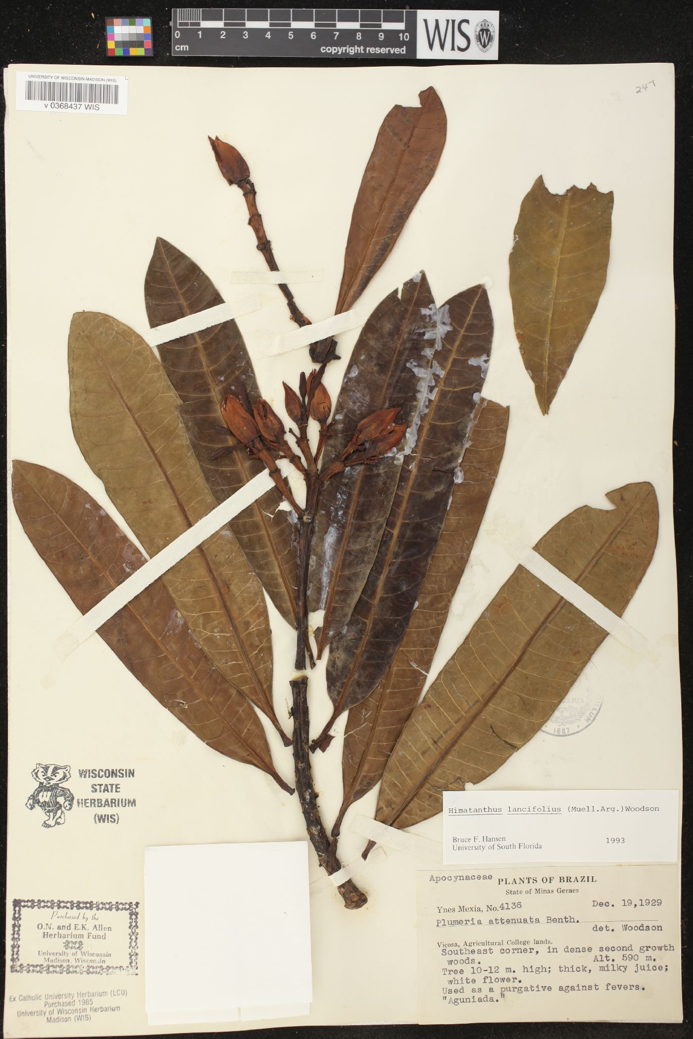 Himatanthus lancifolius image