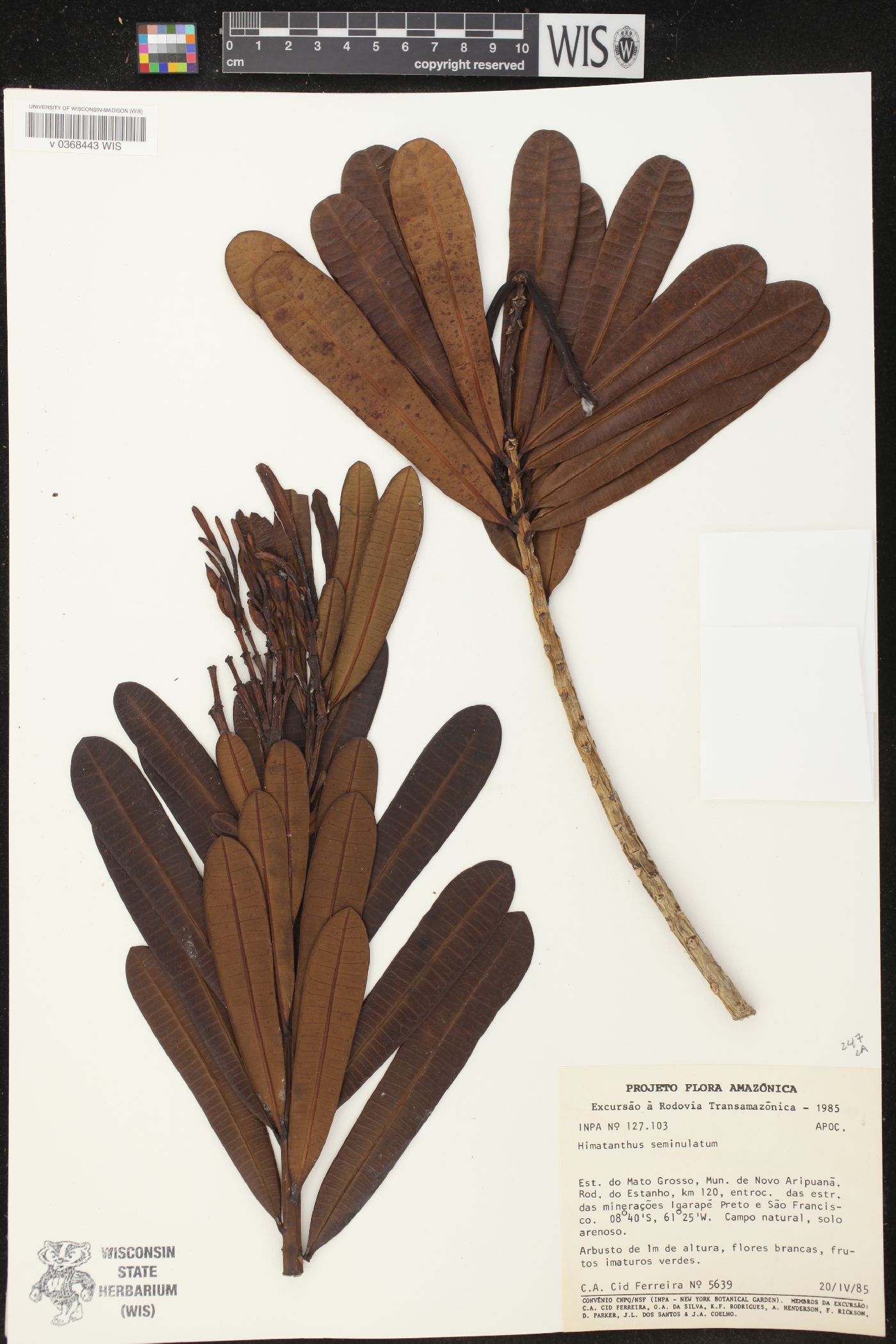 Himatanthus semilunatus image