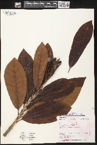 Himatanthus articulatus image