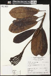 Himatanthus articulatus image