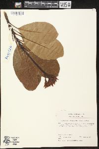 Himatanthus articulatus image