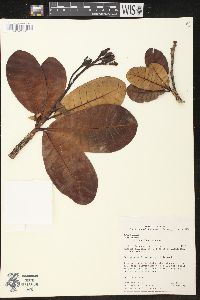 Himatanthus articulatus image