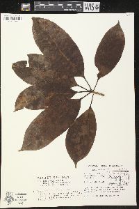 Himatanthus articulatus image