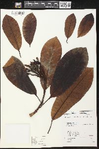 Himatanthus articulatus image