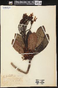 Himatanthus articulatus image