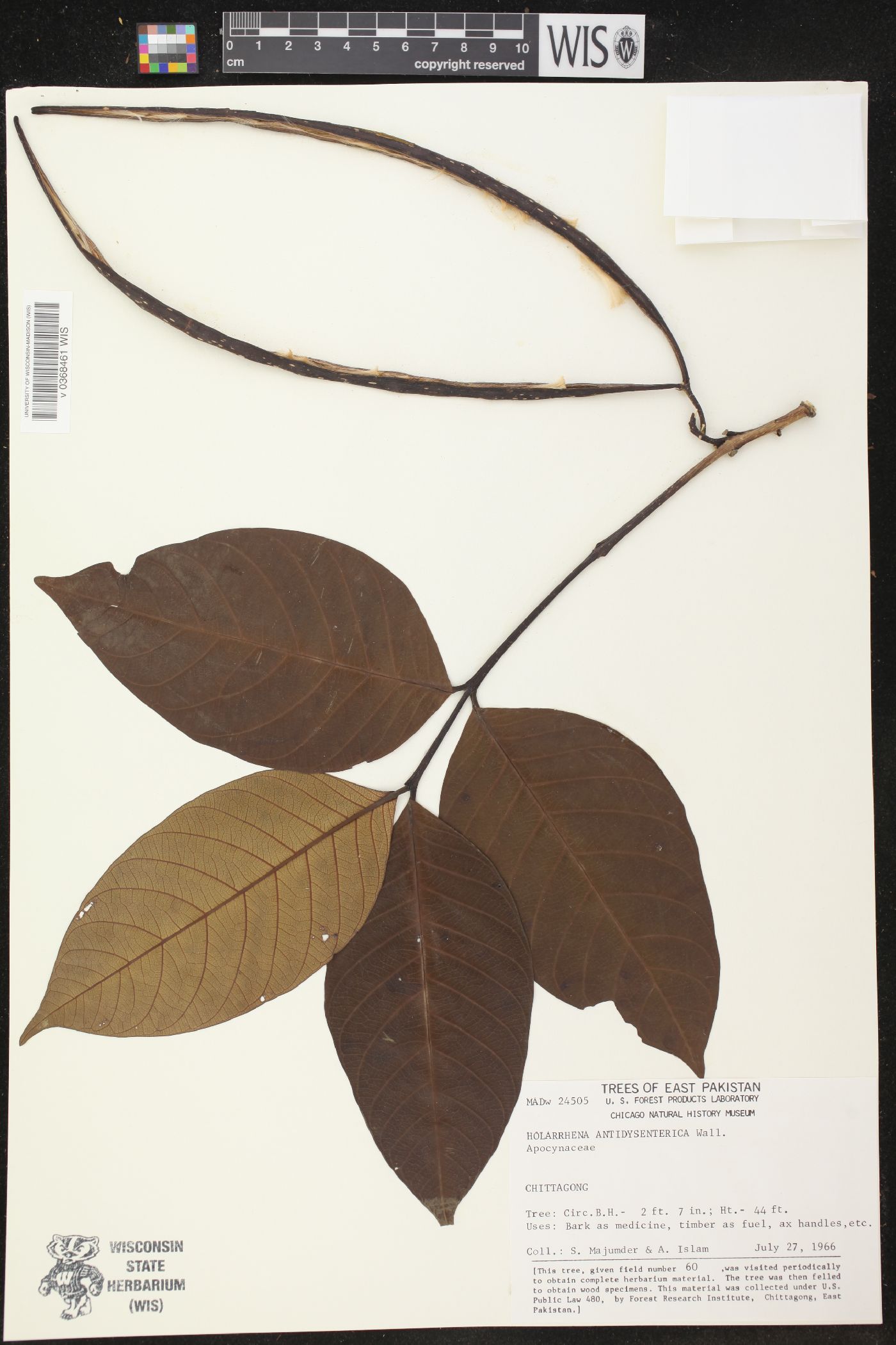 Holarrhena antidysenterica image