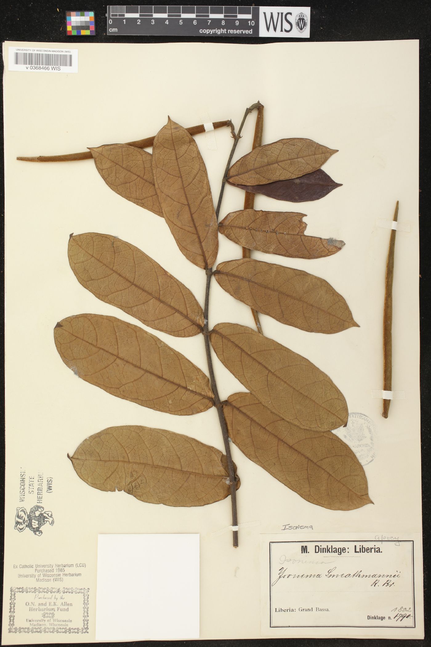 Isonema smeathmanni image