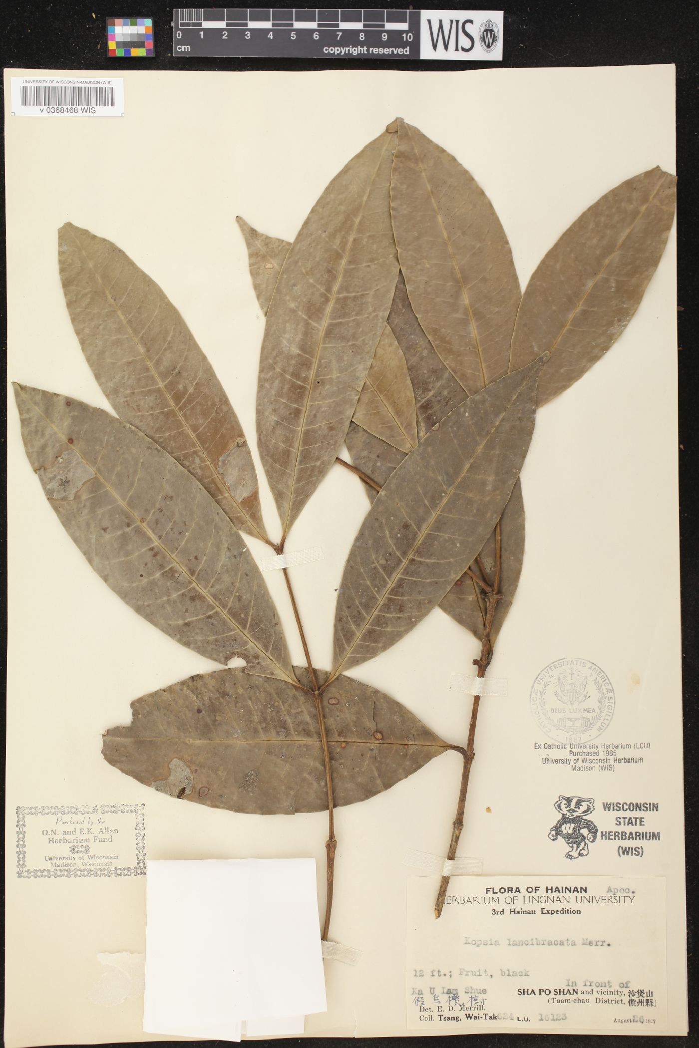 Kopsia lancibracteolata image