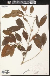 Lacmellea arborescens var. peruviana image