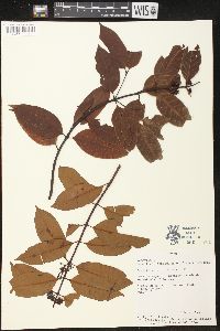 Media resource of Lacmellea lactescens