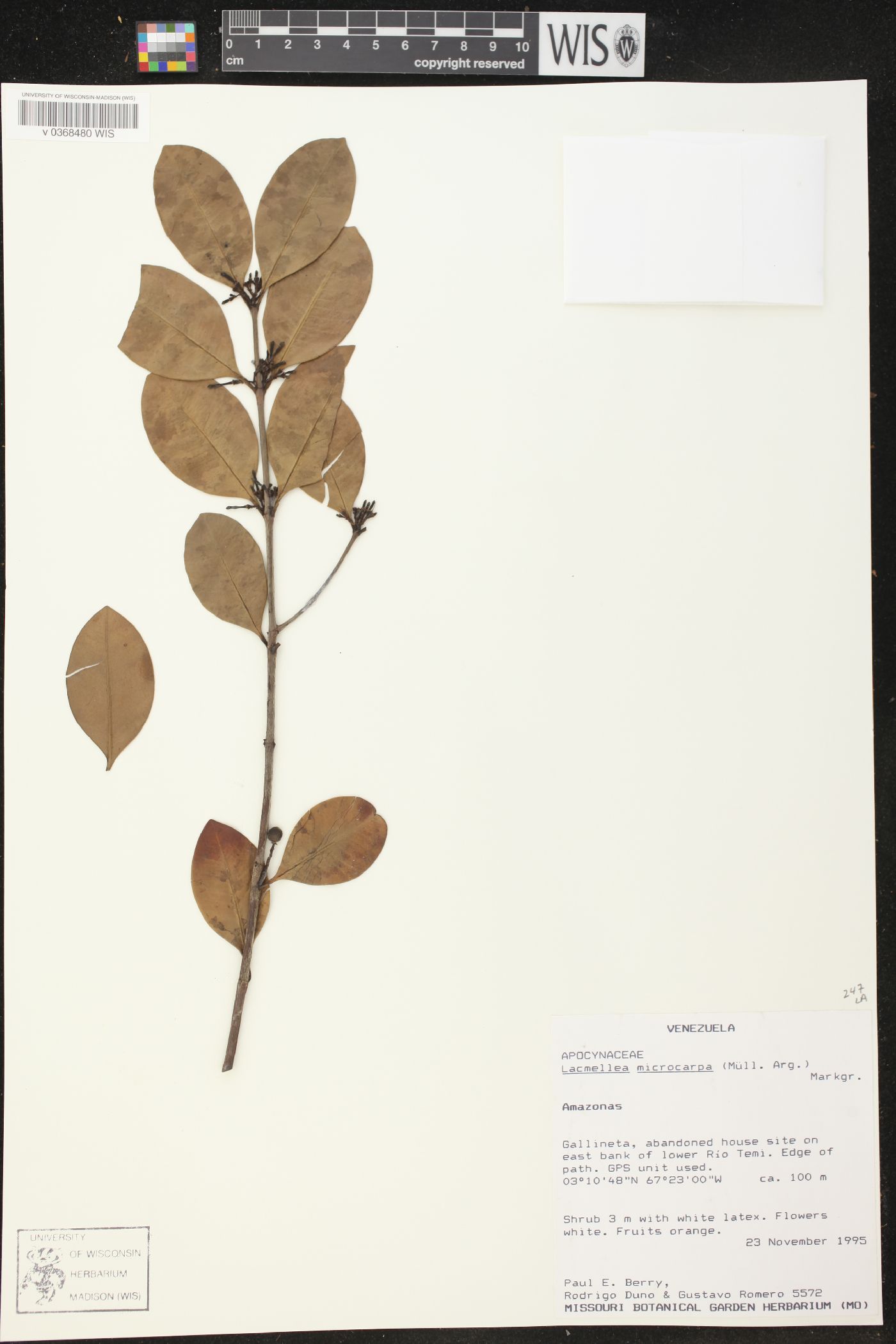 Lacmellea microcarpa image