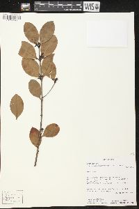 Media resource of Lacmellea microcarpa