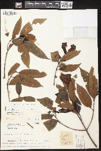 Lacmellea panamensis image