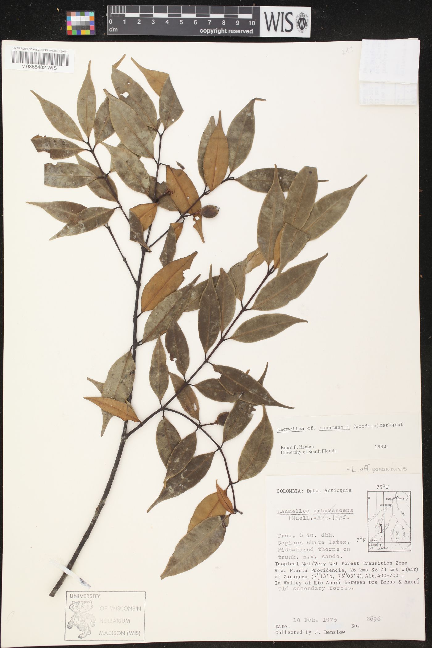 Lacmellea panamensis image