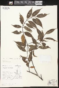 Lacmellea panamensis image