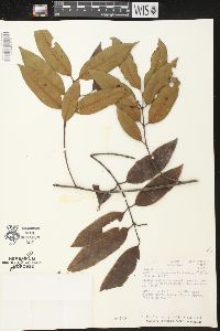 Lacmellea panamensis image