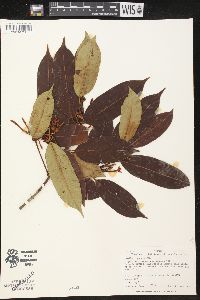 Lacmellea panamensis image