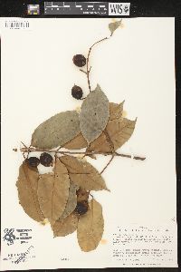 Lacmellea panamensis image