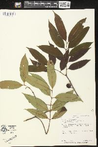 Lacmellea panamensis image