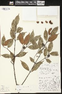 Lacmellea panamensis image