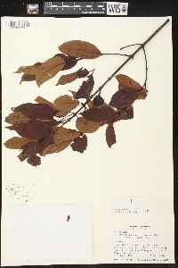 Lacmellea panamensis image
