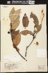 Media resource of Lacmellea pauciflora