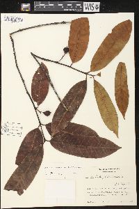 Lacmellea standleyi image