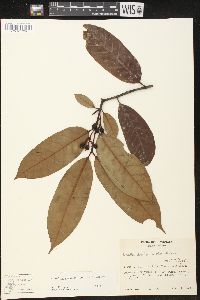 Lacmellea standleyi image