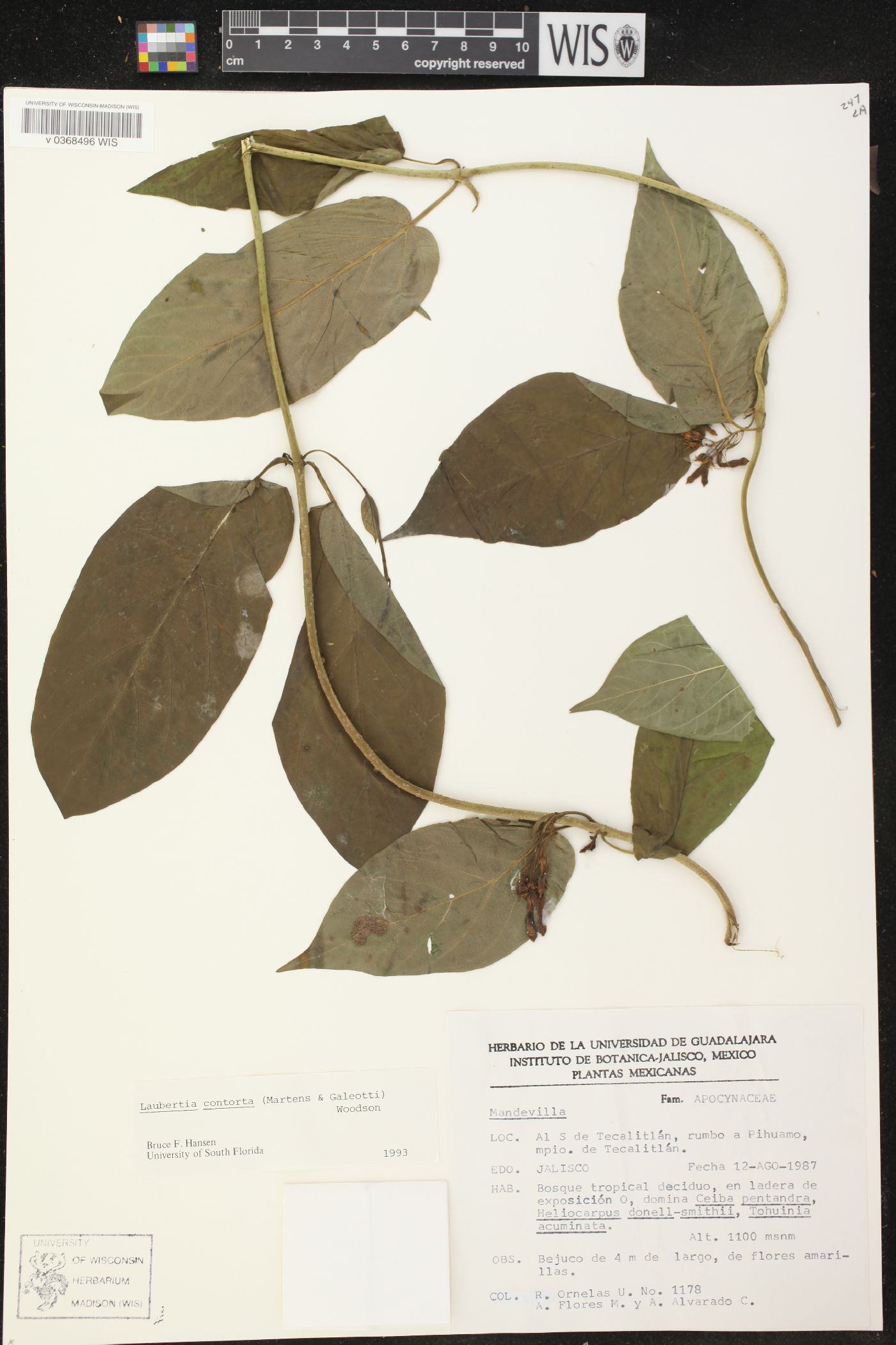 Laubertia contorta image