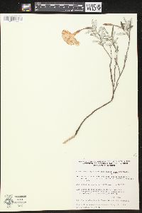 Macrosiphonia hypoleuca image
