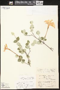 Macrosiphonia hesperia image