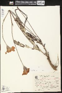 Image of Macrosiphonia longiflora