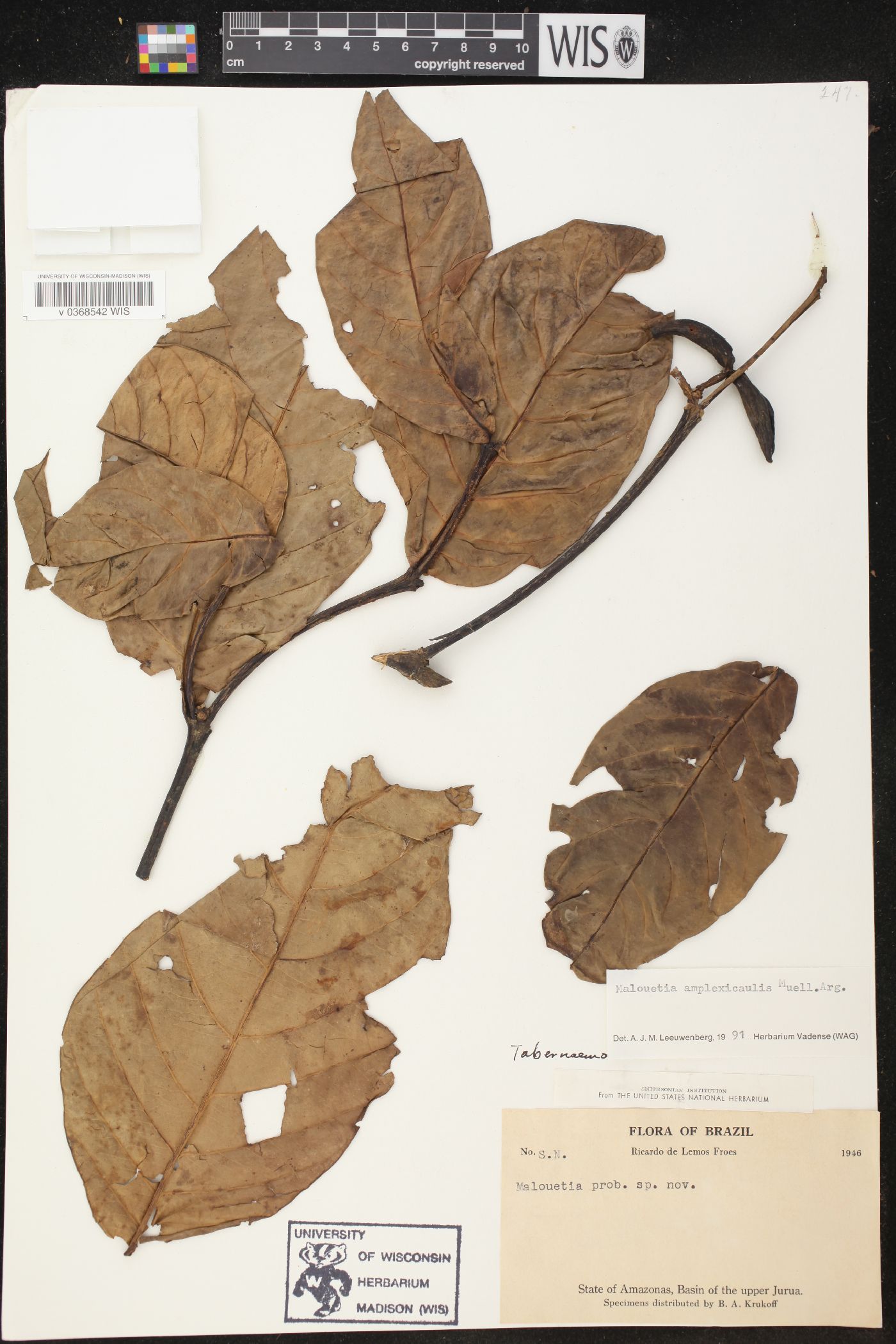 Malouetia amplexicaulis image