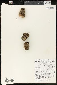 Image of Cereus vargasianus