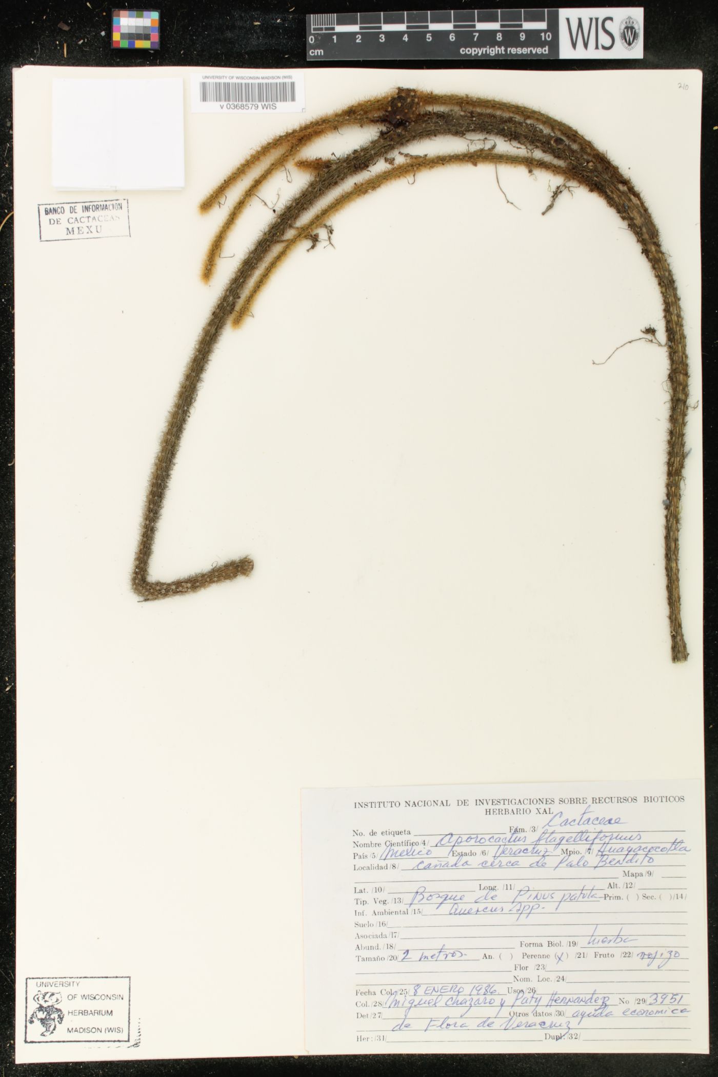 Aporocactus flagelliformis image