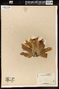Cereus speciosissimus image