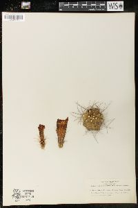Cereus mojavensis image