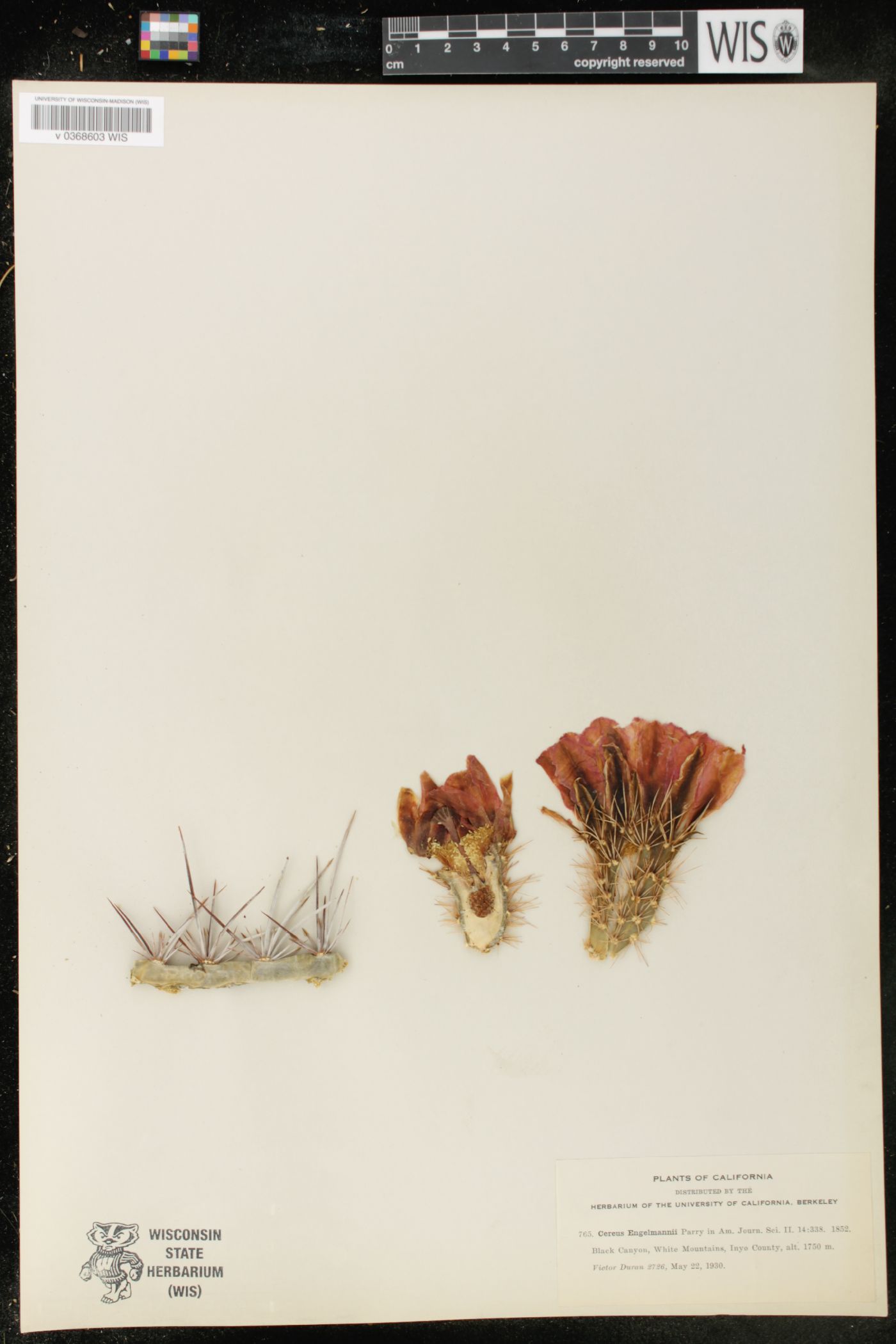 Cereus Engelmannii image