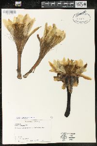 Image of Cereus jamacaru