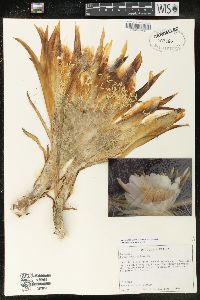 Image of Cereus undatus