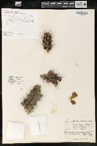 Cereus hystrix image