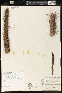Image of Cereus portoricensis