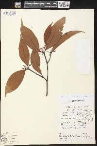 Image of Malouetia quadricasarum