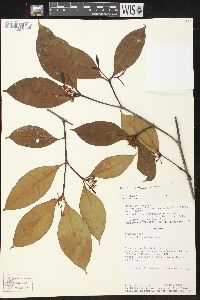 Malouetia quadricasarum image
