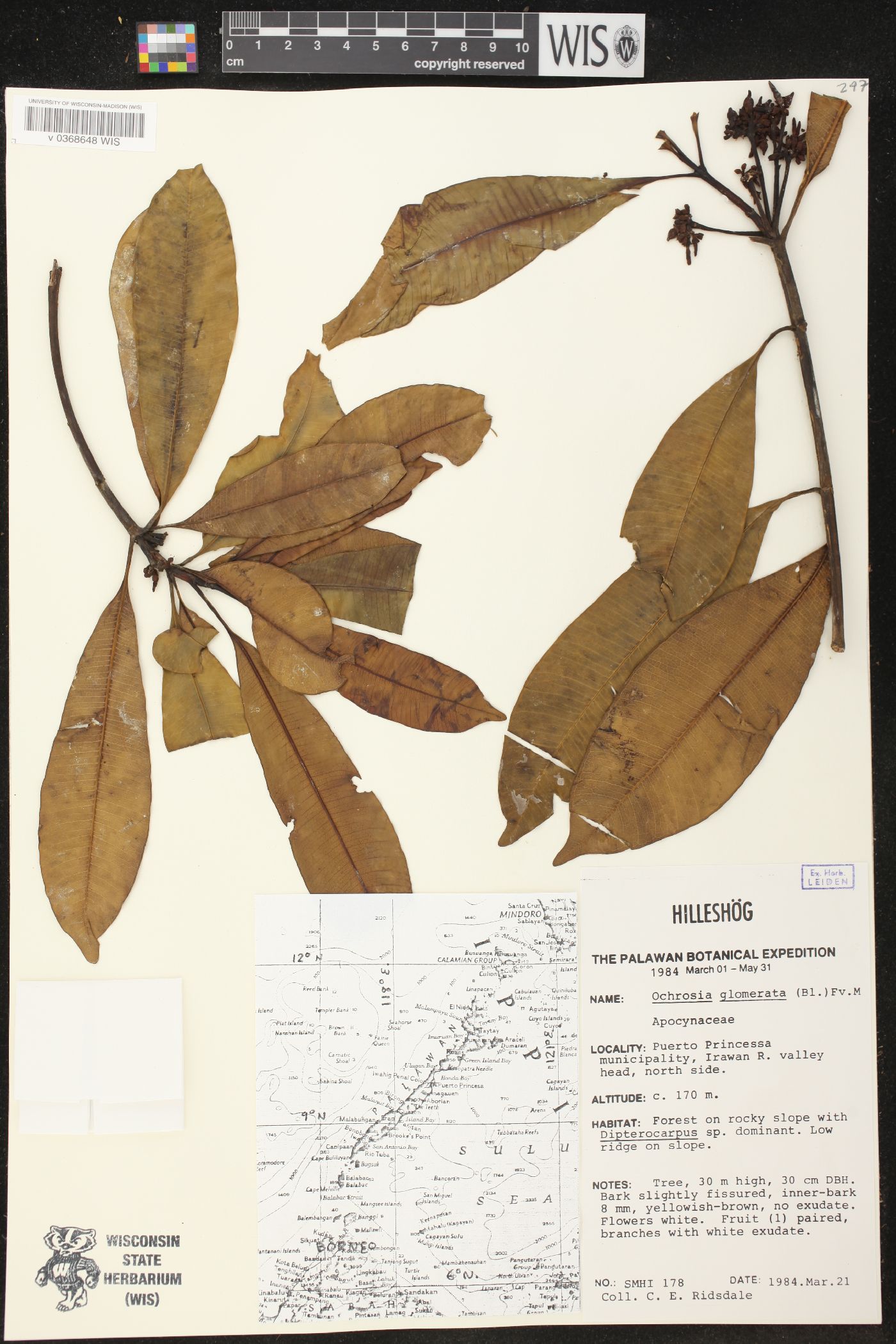 Ochrosia glomerata image