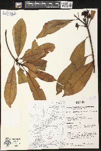 Ochrosia glomerata image