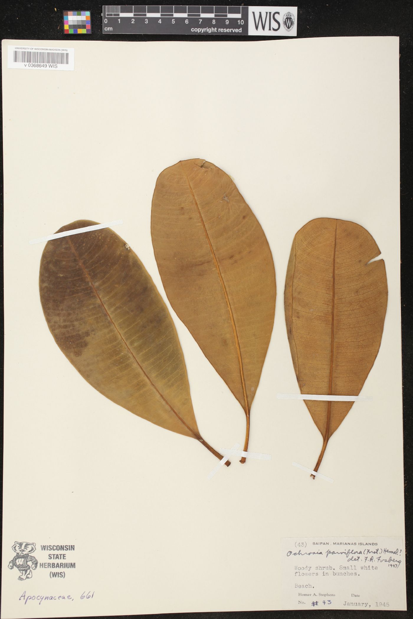 Ochrosia parviflora image